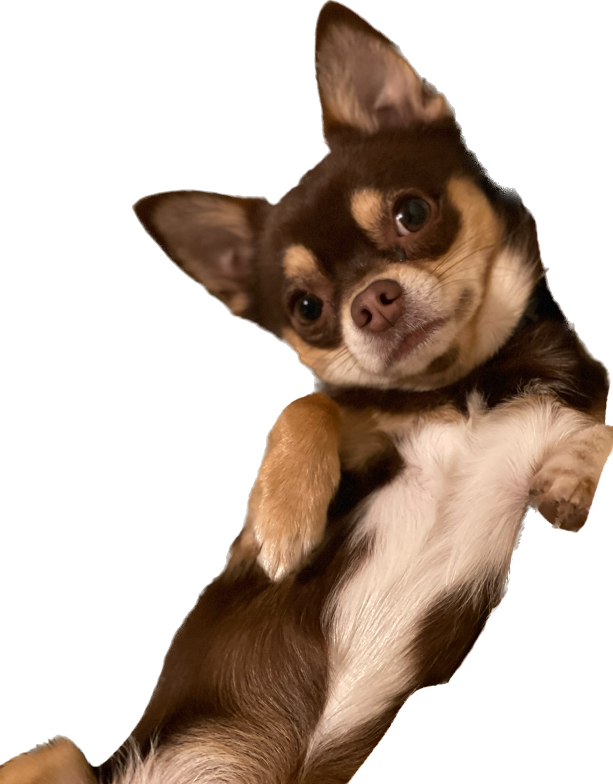 The brown and cream Chihuahua behind the Head and Paws character